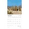 Meerkats | 2026 12 x 24 Inch (Hanging) Monthly Square Wall Calendar | Plastic-Free